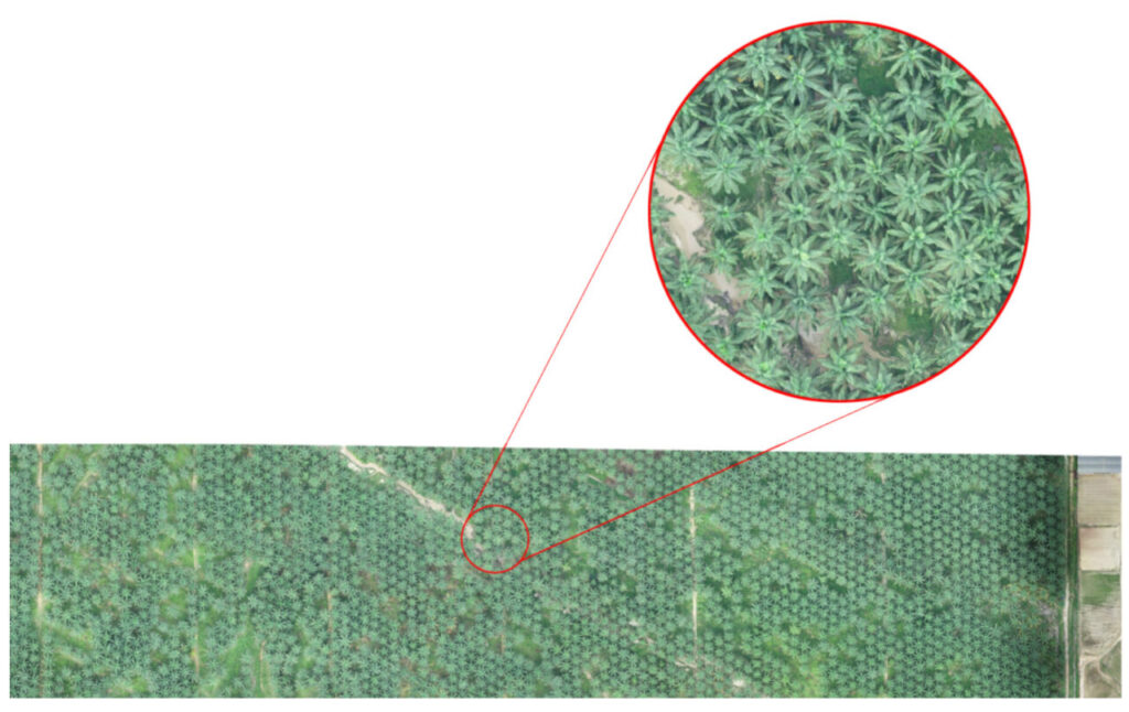 Orthomosaic map generated from the Phantom 4 RTK data / drone mapping