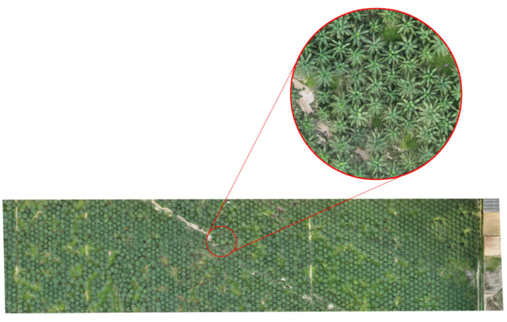 Orthomosaic map generated from the Mavic 3 Enterprise data / drone mapping