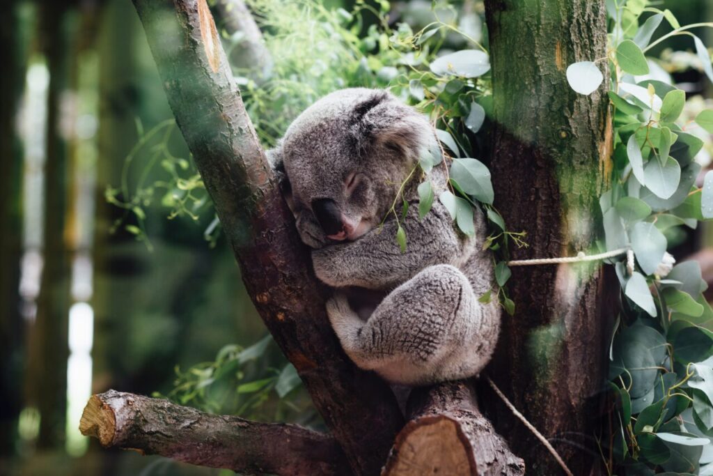 wildlife conservation / koala