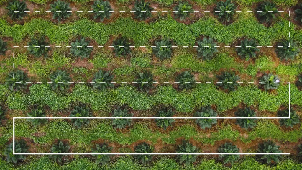 Palm plantation drone route / precision agriculture