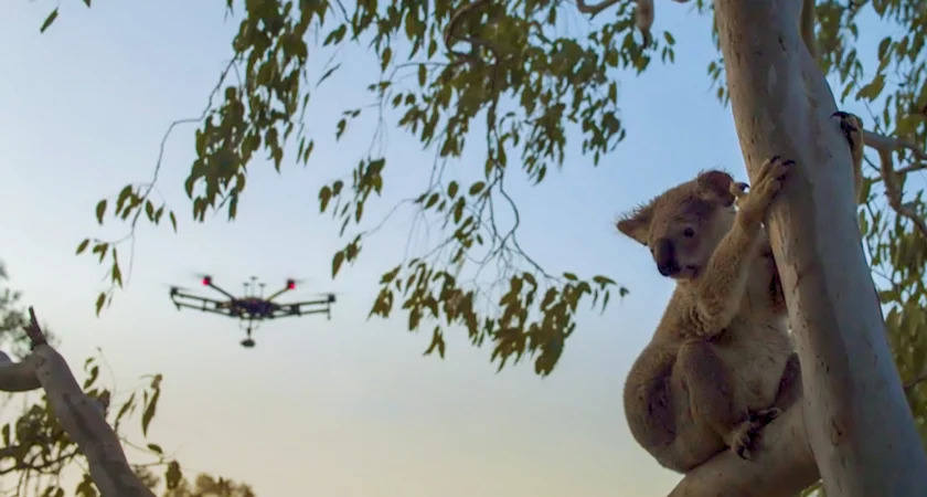 forest conservation using drones