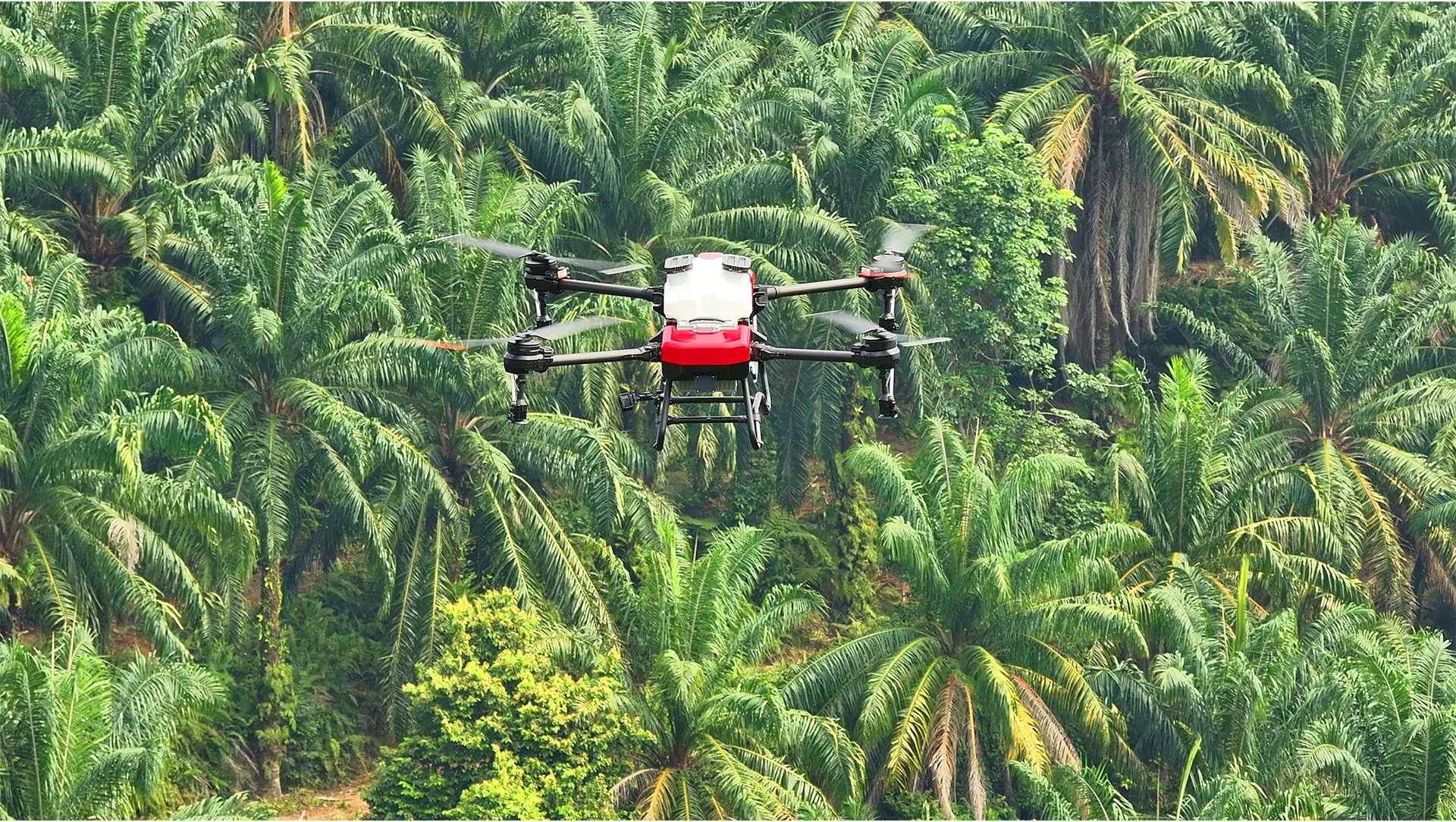 Bagworm in
Palm Oil