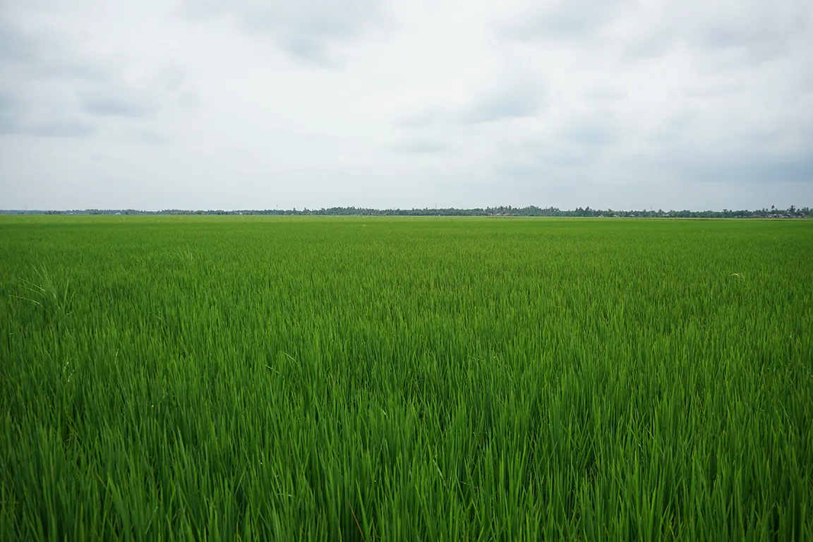 Open Fields Crops